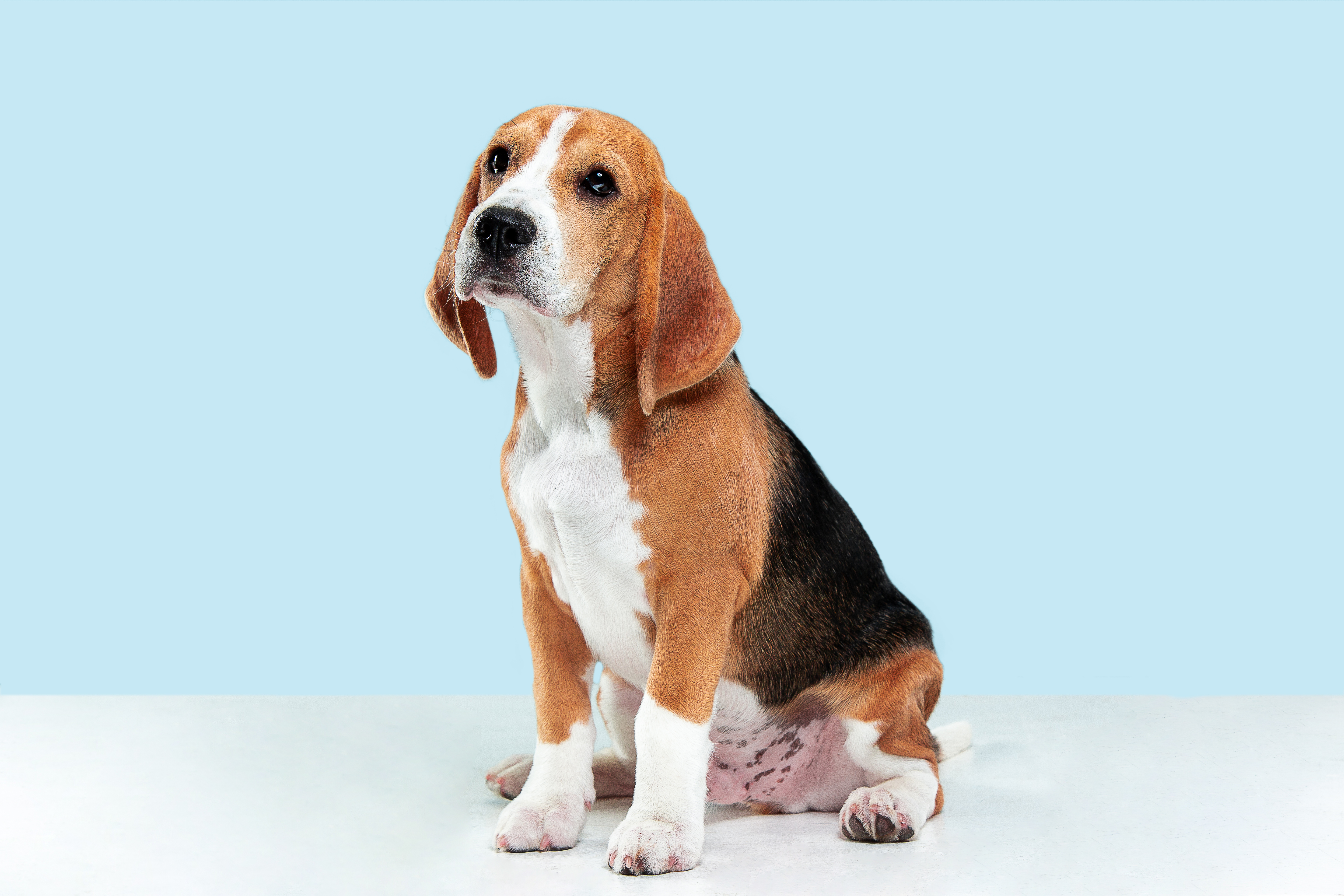 Beagle