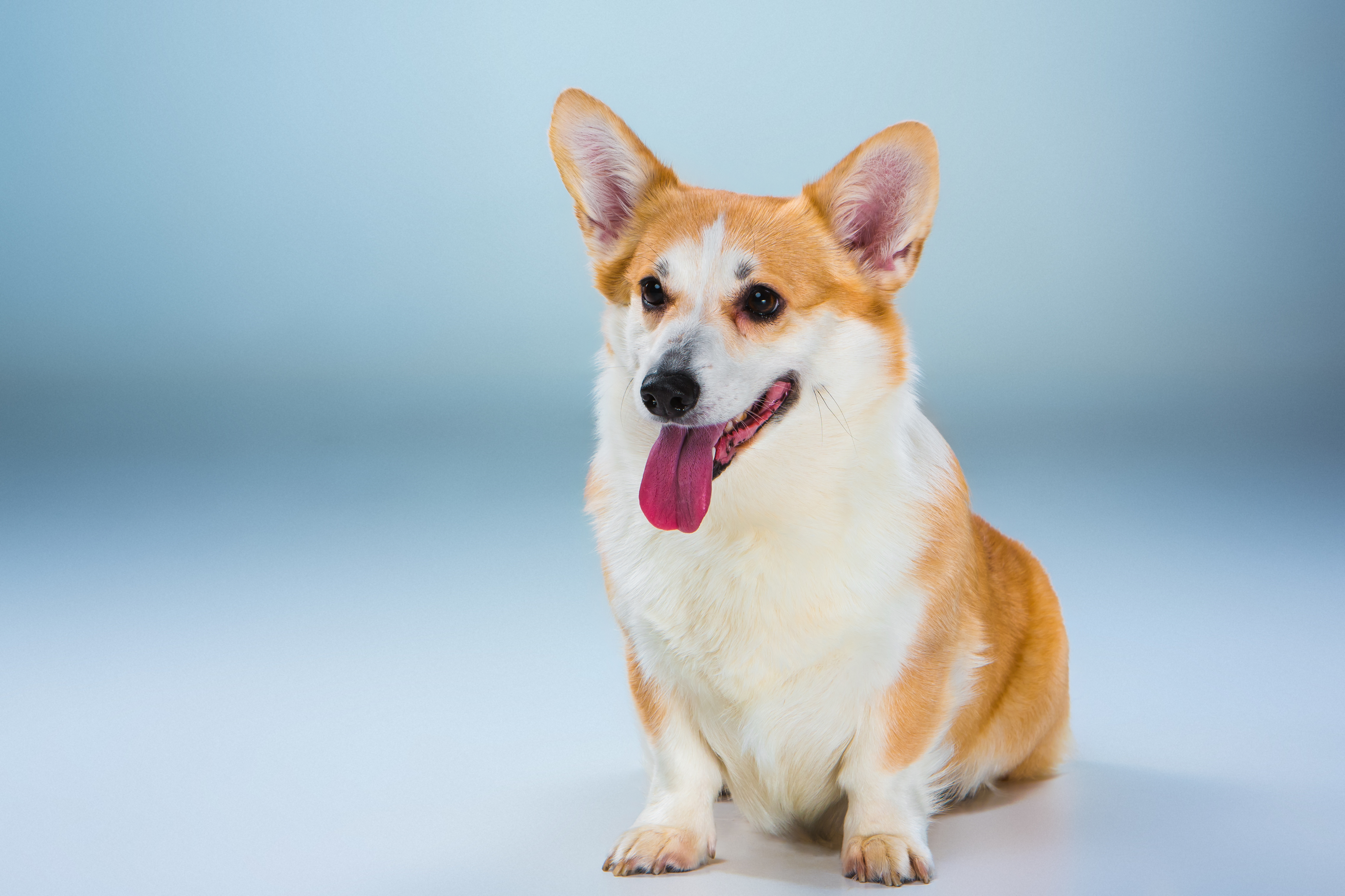 Corgi