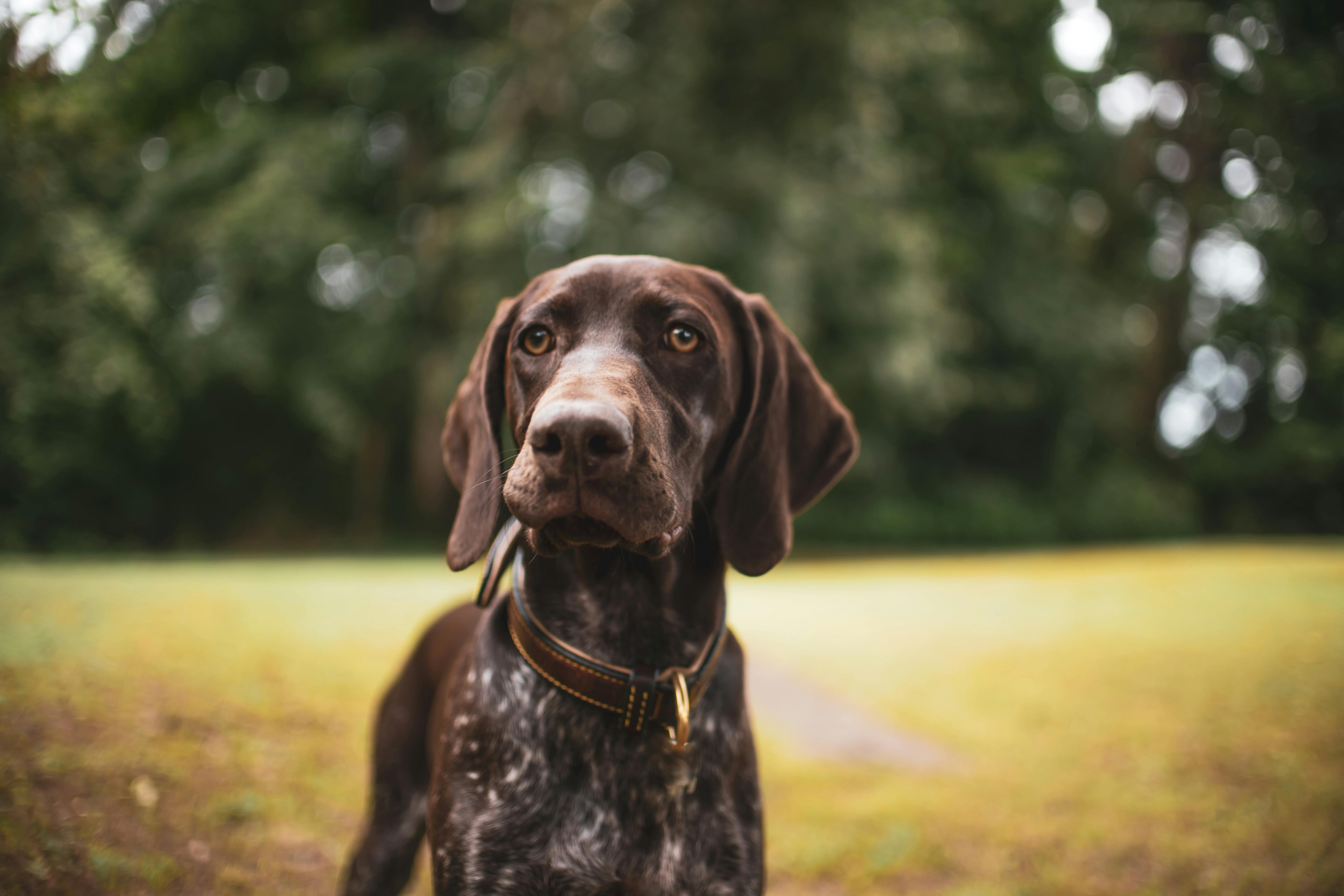Great Dane